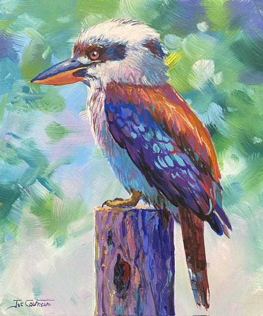 Kookaburra 11